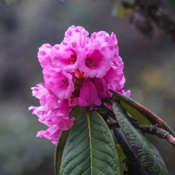 Rhododendron Festival